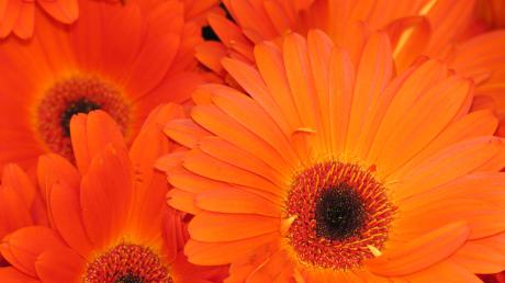 Orange Gerbera